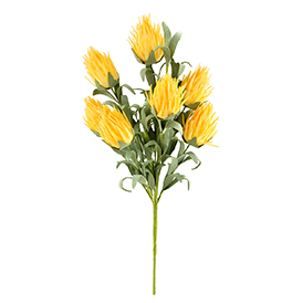 Thistle Bush